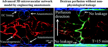 Graphical abstract: Engineering anastomosis between living capillary networks and endothelial cell-lined microfluidic channels