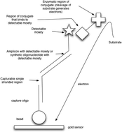 Graphical abstract: Fast, sensitive point of care electrochemical molecular system for point mutation and select agent detection