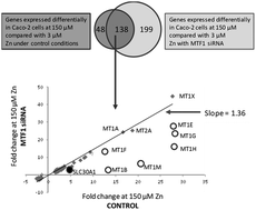 Graphical abstract: Zinc sensing by metal-responsive transcription factor 1 (MTF1) controls metallothionein and ZnT1 expression to buffer the sensitivity of the transcriptome response to zinc