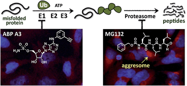 Graphical abstract: An inhibitor of ubiquitin conjugation and aggresome formation