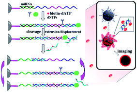 Graphical abstract: Lab on a single microbead: an ultrasensitive detection strategy enabling microRNA analysis at the single-molecule level