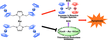 Graphical abstract: Targeting antioxidant pathways with ferrocenylated N-heterocyclic carbene supported gold(i) complexes in A549 lung cancer cells