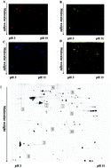 Graphical abstract: Proteomic analysis of hippocampus in mice following long-term exposure to low levels of copper