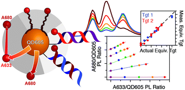 Graphical abstract: A long-wavelength quantum dot-concentric FRET configuration: characterization and application in a multiplexed hybridization assay