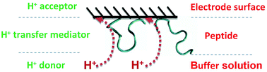 Graphical abstract: Electrocatalytic monitoring of peptidic proton-wires