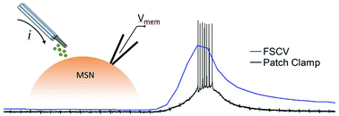 Graphical abstract: Expanding neurochemical investigations with multi-modal recording: simultaneous fast-scan cyclic voltammetry, iontophoresis, and patch clamp measurements