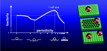 Graphical abstract: The impact of structure dimensions on initial bacterial adhesion