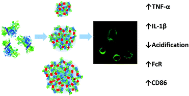 Graphical abstract: Effects of ovalbumin protein nanoparticle vaccine size and coating on dendritic cell processing