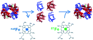 Graphical abstract: Update on the status of metrology for metalloproteins