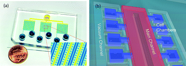 Graphical abstract: Microfluidics 3D gel-island chip for single cell isolation and lineage-dependent drug responses study