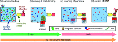 Graphical abstract: Sample introduction interface for on-chip nucleic acid-based analysis of Helicobacter pylori from stool samples