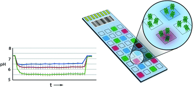Graphical abstract: An electrochemical platform for localized pH control on demand