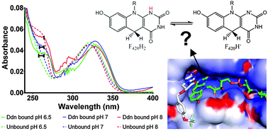 Graphical abstract: Protonation state of F420H2 in the prodrug-activating deazaflavin dependent nitroreductase (Ddn) from Mycobacterium tuberculosis