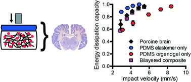 Graphical abstract: Hierarchical design of synthetic gel composites optimized to mimic the impact energy dissipation response of brain tissue