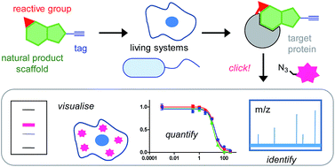 Graphical abstract: Chemical proteomics approaches for identifying the cellular targets of natural products