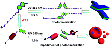 Graphical abstract: Hindrance of photodimerization of coumarin derivative induced by pillar[5]arene-based molecular recognition in water