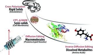 Graphical abstract: Comprehensive multiphase NMR applied to a living organism