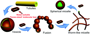 Graphical abstract: Controlling amphiphilic copolymer self-assembly morphologies based on macrocycle/anion recognition and nucleotide-induced payload release