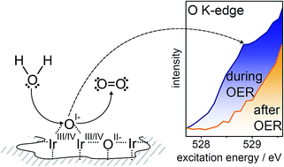 Graphical abstract: In situ observation of reactive oxygen species forming on oxygen-evolving iridium surfaces