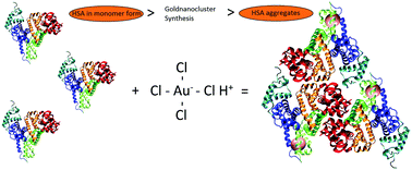 Graphical abstract: Human serum albumin encapsulated gold nanoclusters: effects of cluster synthesis on natural protein characteristics