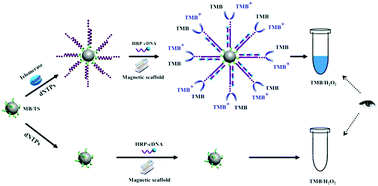 Graphical abstract: An ultra-sensitive colorimetric assay for reliable visual detection of telomerase activity