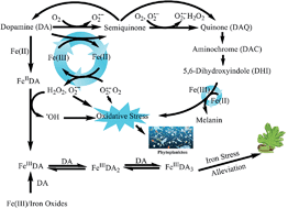 Graphical abstract: Effect of release of dopamine on iron transformations and reactive oxygen species (ROS) generation under conditions typical of coastal waters