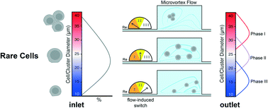 Graphical abstract: Size-tunable microvortex capture of rare cells