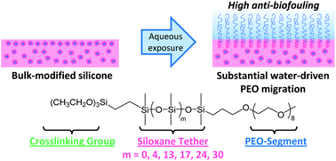 Graphical abstract: Anti-protein and anti-bacterial behavior of amphiphilic silicones