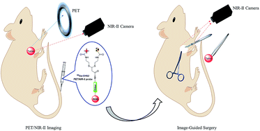 Graphical abstract: Novel dual-function near-infrared II fluorescence and PET probe for tumor delineation and image-guided surgery