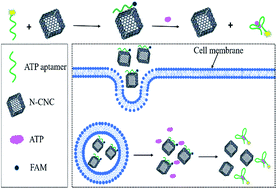 Graphical abstract: Nitrogen doped carbon nanocage modulated turn-on fluorescent probes for ATP detection in vitro and imaging in living cells