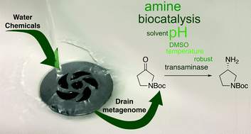 Graphical abstract: The identification and use of robust transaminases from a domestic drain metagenome