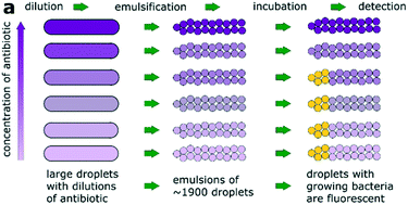 Graphical abstract: Microfluidic screening of antibiotic susceptibility at a single-cell level shows the inoculum effect of cefotaxime on E. coli