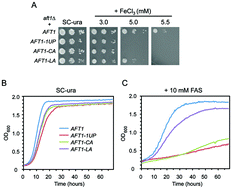 Graphical abstract: Molecular strategies to increase yeast iron accumulation and resistance