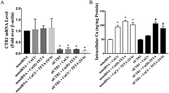 Graphical abstract: Active uptake of hydrophilic copper complex Cu(ii)–TETA in primary cultures of neonatal rat cardiomyocytes