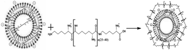 Graphical abstract: Polypeptide – decorated nanoliposomes as novel delivery systems for lutein