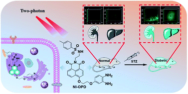 Graphical abstract: Visualization of methylglyoxal in living cells and diabetic mice model with a 1,8-naphthalimide-based two-photon fluorescent probe