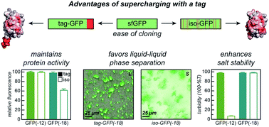 Graphical abstract: Ionic polypeptide tags for protein phase separation