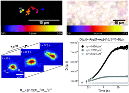 Graphical abstract: Bridging the spatiotemporal scales of macromolecular transport in crowded biomimetic systems