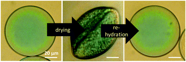 Graphical abstract: Mechano-responsive microcapsules with uniform thin shells