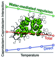 Graphical abstract: Reduction of water-mediated repulsion drives poly(N-vinylcaprolactam) collapse upon heating