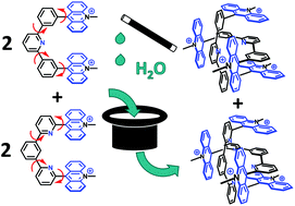 Graphical abstract: Self-complementary and narcissistic self-sorting of bis-acridinium tweezers