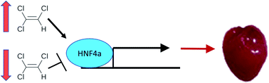 Graphical abstract: HNF4a transcription is a target of trichloroethylene toxicity in the embryonic mouse heart