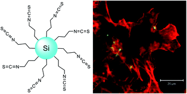 Graphical abstract: Synthesis and characterisation of isothiocyanate functionalised silicon nanoparticles and their uptake in cultured colonic cells