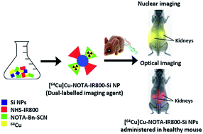 Graphical abstract: Ultrasmall silicon nanoparticles as a promising platform for multimodal imaging