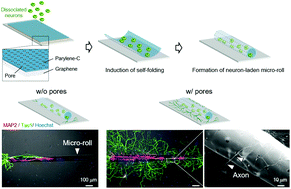 Graphical abstract: Graphene-based neuron encapsulation with controlled axonal outgrowth
