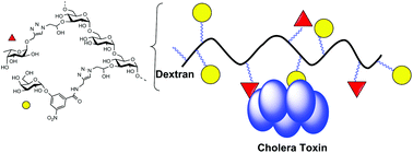 Graphical abstract: A hybrid polymer to target blood group dependence of cholera toxin