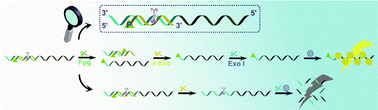 Graphical abstract: Sensitive determination of formamidopyrimidine DNA glucosylase based on phosphate group-modulated multi-enzyme catalysis and fluorescent copper nanoclusters