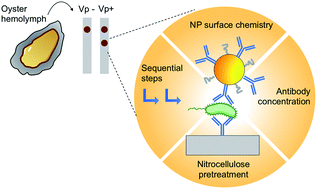 Graphical abstract: Optimization of paper-based nanoparticle immunoassays for direct detection of the bacterial pathogen V. parahaemolyticus in oyster hemolymph