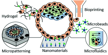 Graphical abstract: Biomaterials-based approaches to model embryogenesis