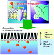 Graphical abstract: Molecular recognition at the air–water interface: nanoarchitectonic design and physicochemical understanding